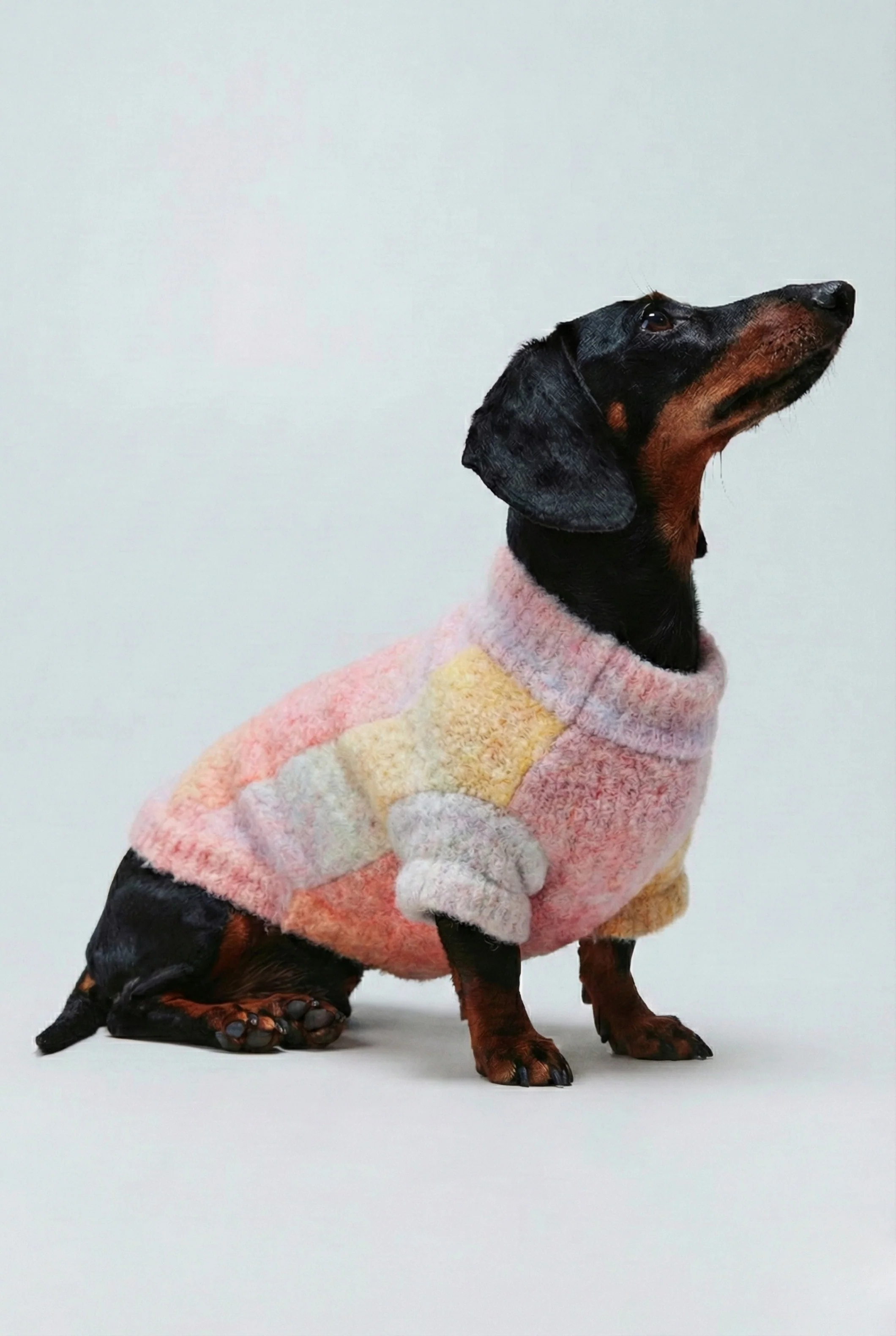 Sueter mascota degradado